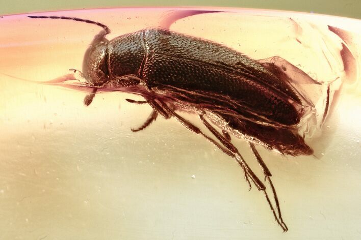 Fossil False Darkling Beetle (Symphora) in Baltic Amber #357756